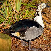 Knob-billed Duck