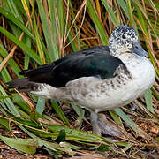 Knob-billed Duck