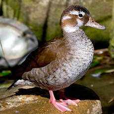 Canard à collier noir