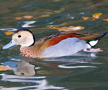 Ringed Teal