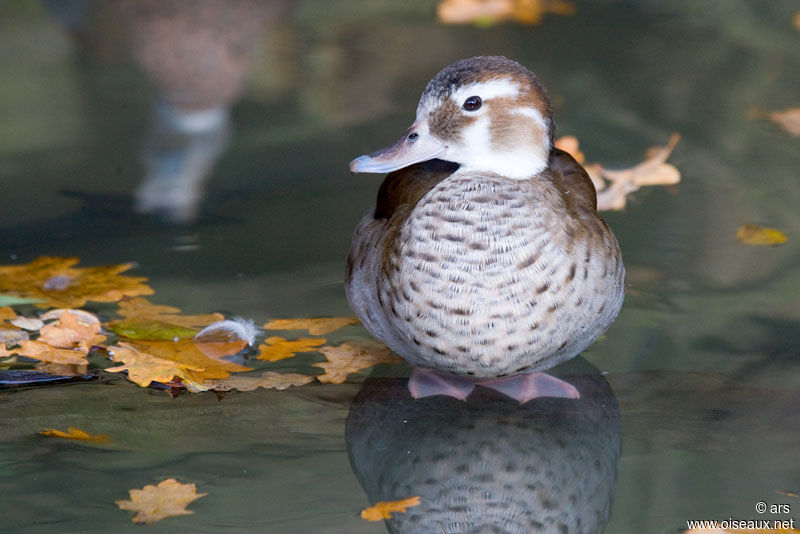 Ringed Teal female, identification