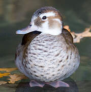 Ringed Teal