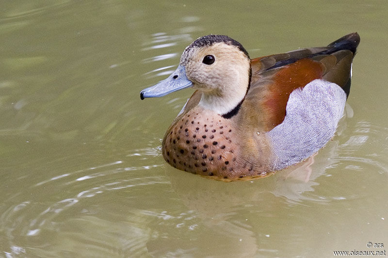 Canard à collier noir mâle, identification