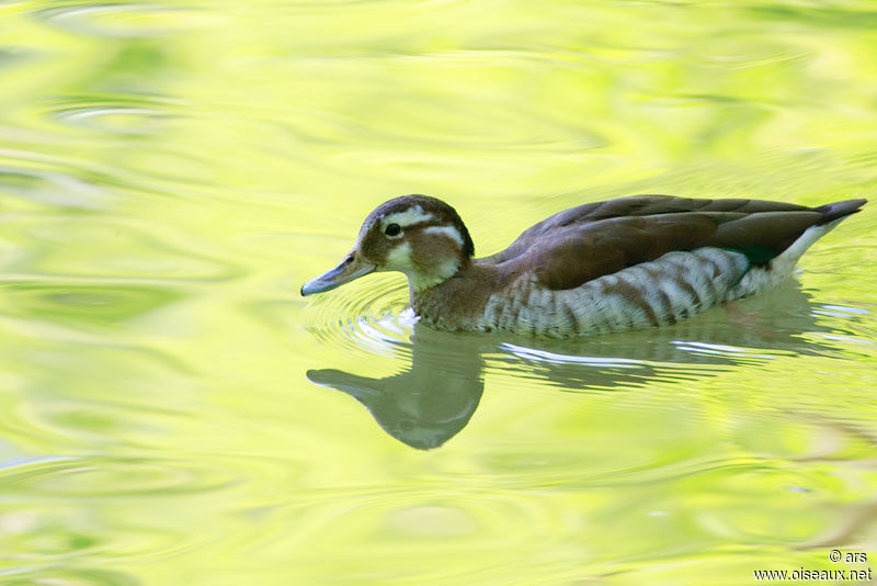 Canard à collier noir femelle, identification