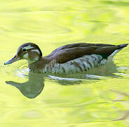 Canard à collier noir