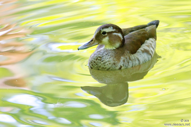 Canard à collier noir femelle, identification