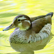 Canard à collier noir