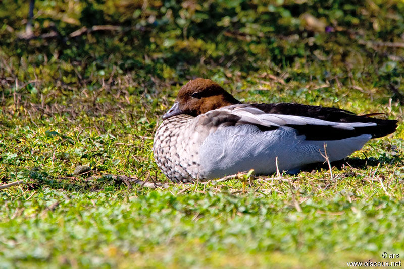 Canard à crinière, identification