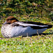 Canard à crinière