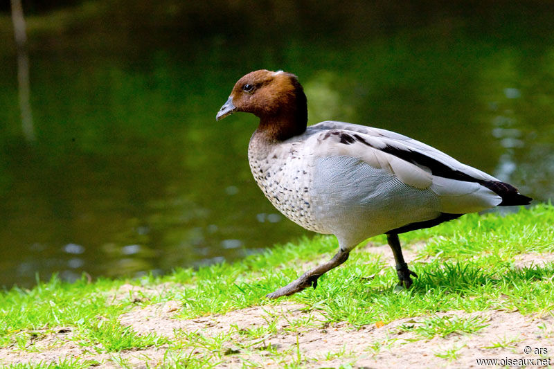 Maned Duck, identification