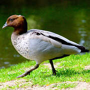 Canard à crinière