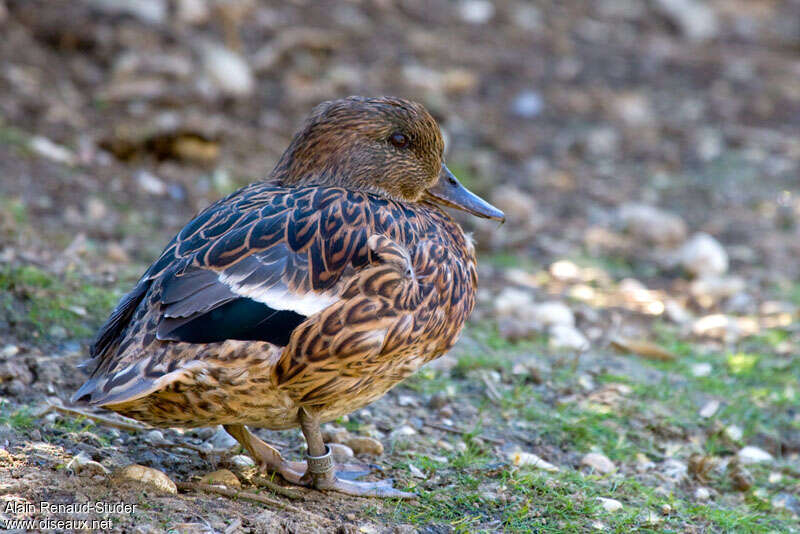 Canard à faucilles femelle, identification