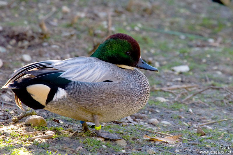 Canard à faucilles mâle, identification