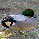 Canard à faucilles
