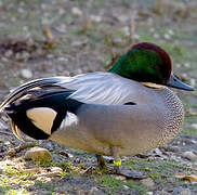 Falcated Duck