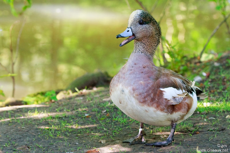 American Wigeon, identification