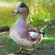 Canard à front blanc