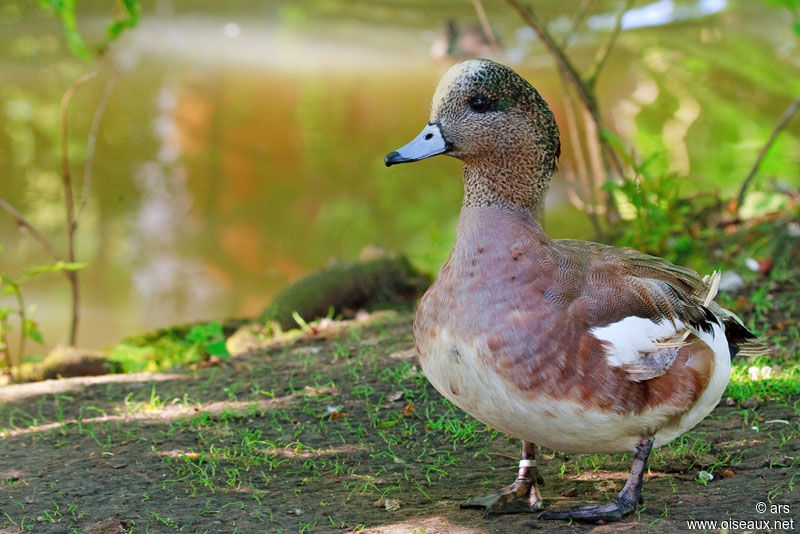 Canard à front blanc, identification