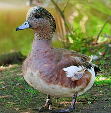 Canard à front blanc