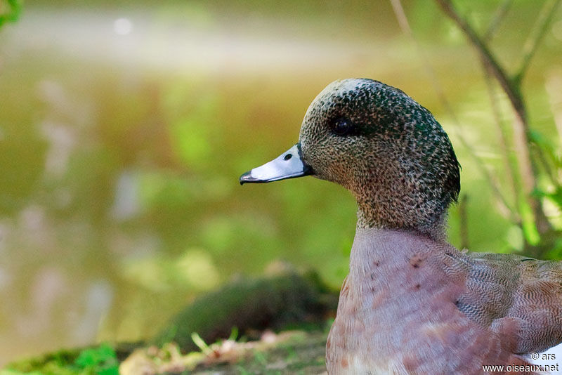 Canard à front blanc, identification