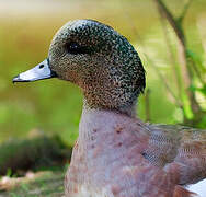 Canard à front blanc