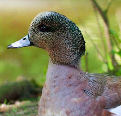 Canard à front blanc