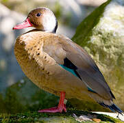 Brazilian Teal