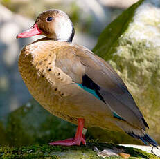 Canard amazonette