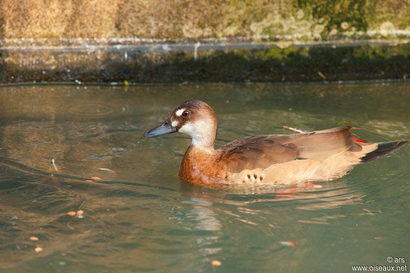 Canard amazonette femelle, identification