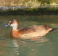 Canard amazonette