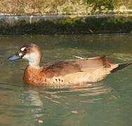 Brazilian Teal