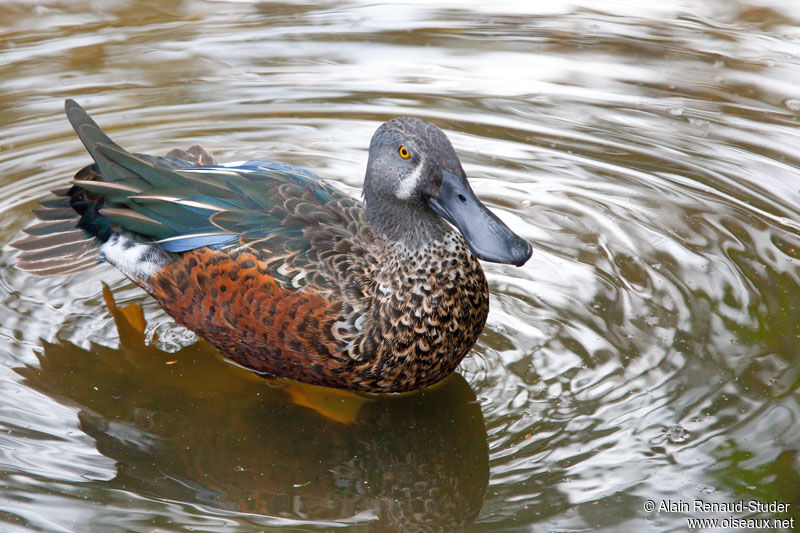 Canard bridé mâle adulte, identification