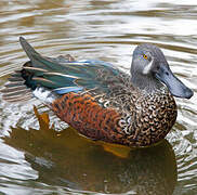 Australasian Shoveler