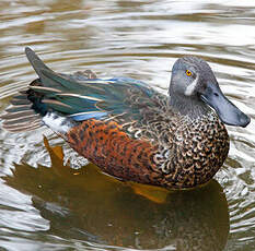 Canard bridé