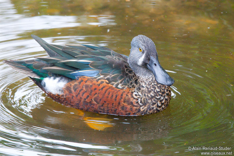 Canard bridé mâle adulte, identification