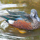 Canard bridé