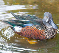 Canard bridé