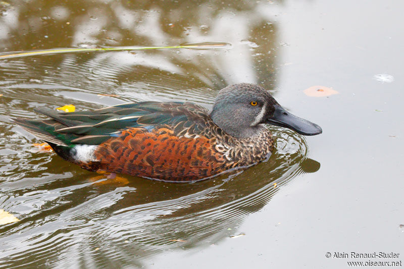 Canard bridé mâle adulte, identification