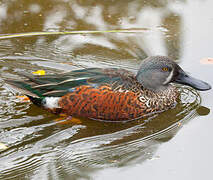 Australasian Shoveler