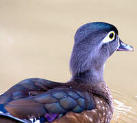 Wood Duck