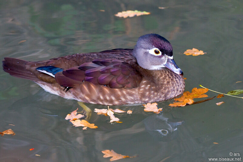 Canard carolin femelle, identification