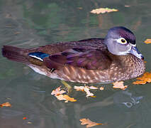 Wood Duck