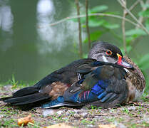 Wood Duck