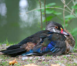 Canard carolin