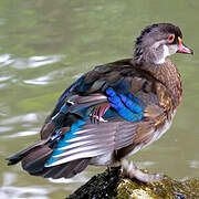 Wood Duck