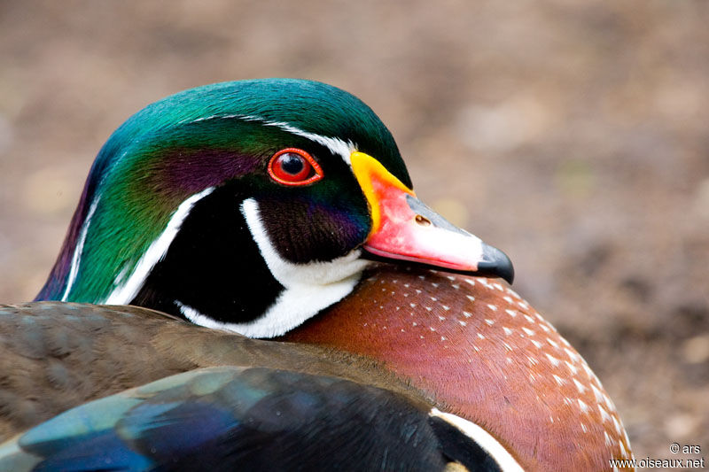 Canard carolin mâle, identification