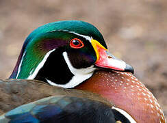 Wood Duck