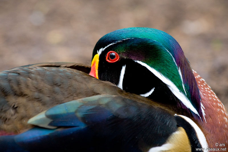 Canard carolin mâle, identification