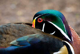 Wood Duck