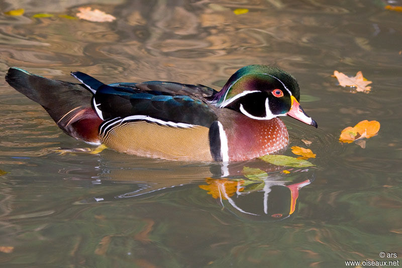 Wood Duck male, identification